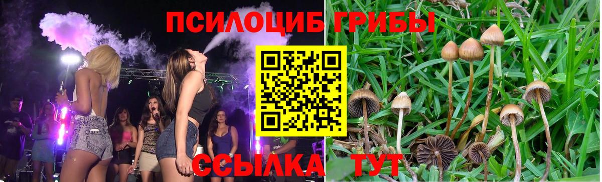 Псилоцибиновые грибы Cubensis Малоярославец